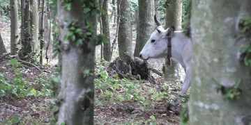 Bursa’da lastiği patlayan otomobil şarampole savruldu! 3 kişi yaralandı