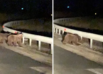 Gece sürprizi: İki ayı yavrusu kamerada