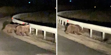Gece sürprizi: İki ayı yavrusu kamerada