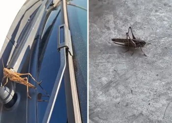 Bursa’da etçil çekirgeler görüntülendi