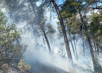 Bursa’daki orman yangını söndürüldü, soğutma çalışmaları sürüyor