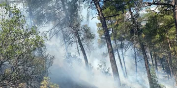 Bursa’daki orman yangını söndürüldü, soğutma çalışmaları sürüyor