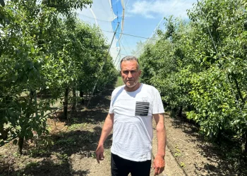 Bursa çiftçisi armut ve şeftalisini doludan fileyle koruyor