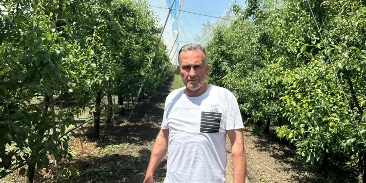 Bursa çiftçisi armut ve şeftalisini doludan fileyle koruyor