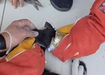 Batman’da yaramaz kedi kafasını tenekeye sıkıştırdı, itfaiye kurtardı