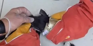 Batman’da yaramaz kedi kafasını tenekeye sıkıştırdı, itfaiye kurtardı