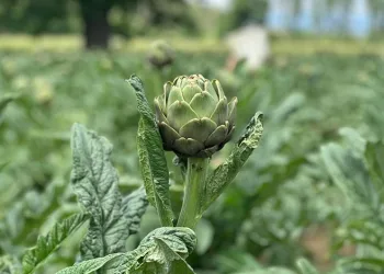 Enginarın yeni başkenti Bursa oluyor