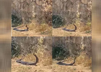 2 metrelik yılanların dansını kedi izledi