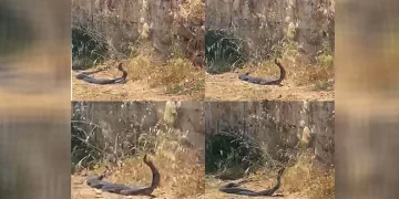 2 metrelik yılanların dansını kedi izledi