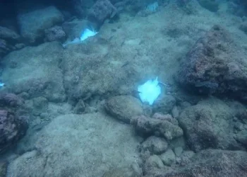 Antalya’da deniz dibinde çok sayıda ölü vatoz görüntülendi
