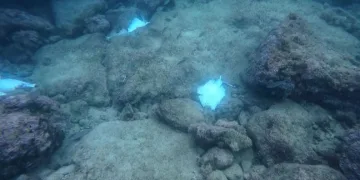 Antalya’da deniz dibinde çok sayıda ölü vatoz görüntülendi