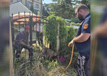 Parmaklıklara sıkışan köpek kurtarıldı