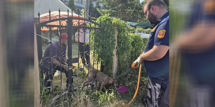 Parmaklıklara sıkışan köpek kurtarıldı