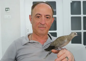 Şırıngayla beslediği yaralı kumru en yakın dostu oldu