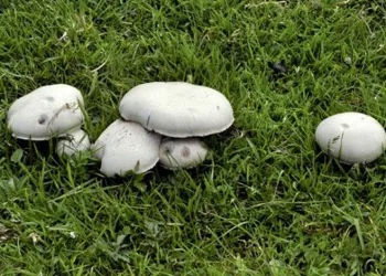 Çayır mantarını toplaması zahmetli yemesi lezzetli