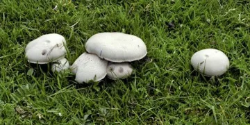 Çayır mantarını toplaması zahmetli yemesi lezzetli