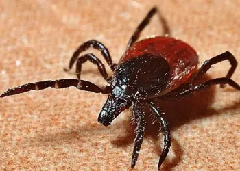 Uzmanı uyardı: “Keneler gölgeyi seviyor, bir kene yaklaşık 10 bin yumurta bırakabiliyor”