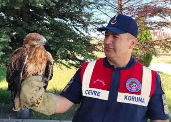 Yozgat’ta yaralı bulunan şahin koruma altına alındı