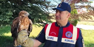 Yozgat’ta yaralı bulunan şahin koruma altına alındı