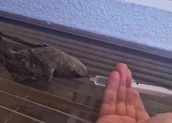 Sıcaktan bitkin düşen ebabil kuşu, su ile yeniden hayata tutundu