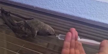 Sıcaktan bitkin düşen ebabil kuşu, su ile yeniden hayata tutundu