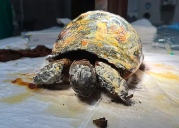 Yangında yaralanan kaplumbağa tedavi altına alındı