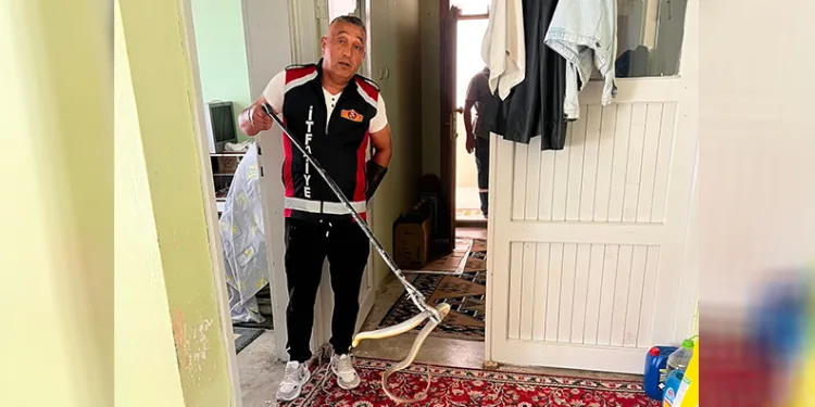 Evde yılan paniği