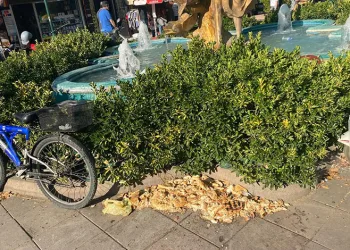 Kuşlar için bırakılan ekmekler çevre kirliliğine neden oldu