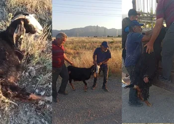Sokak köpekleri sürüden ayrılan keçiye saldırdı