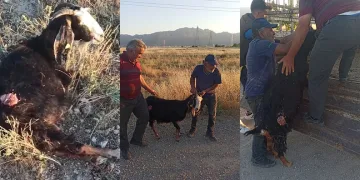 Sokak köpekleri sürüden ayrılan keçiye saldırdı