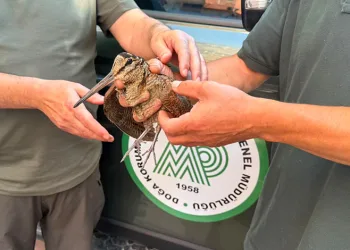 Avcılar yaralı çulluğu doğa koruma ekiplerine teslim etti