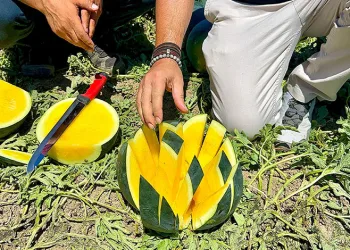 ‘Tropical Sunshine’ üreticinin yüzünü güldürüyor