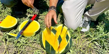 ‘Tropical Sunshine’ üreticinin yüzünü güldürüyor
