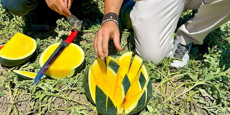 ‘Tropical Sunshine’ üreticinin yüzünü güldürüyor