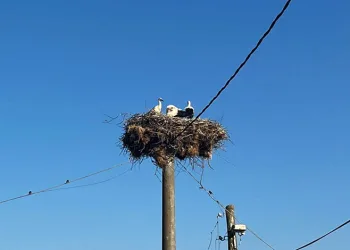Elektrik direğindeki yuvada sahipsiz kalan yavru leyleklere şefkat eli