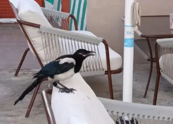 Sevimli saksağan Tekirdağlıların maskotu haline geldi