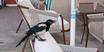 Sevimli saksağan Tekirdağlıların maskotu haline geldi