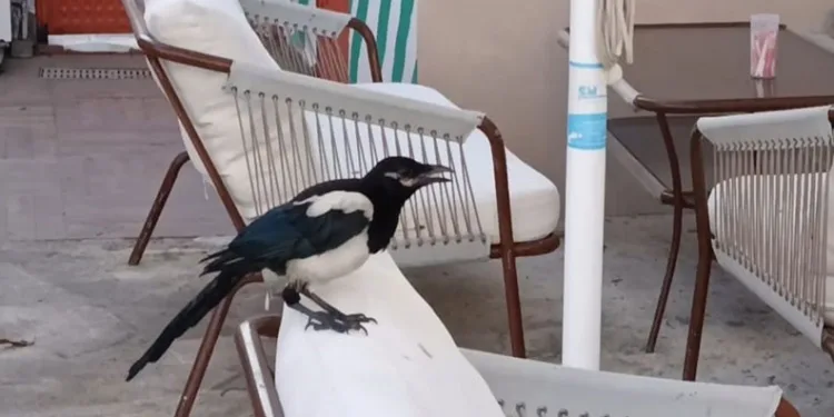 Sevimli saksağan Tekirdağlıların maskotu haline geldi