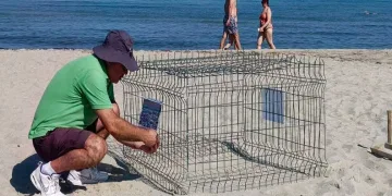 Duyarlı gençlerin ihbarı sayesinde, caretta yuvası koruma altına alındı