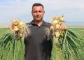 Amasya’da soğan bir bardak çaydan bile ucuz