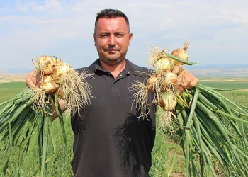Amasya’da soğan bir bardak çaydan bile ucuz
