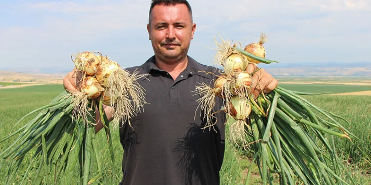 Amasya’da soğan bir bardak çaydan bile ucuz