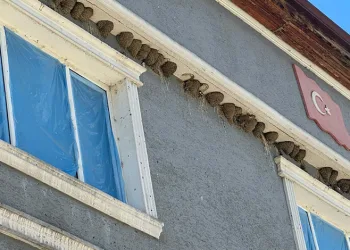 Kırlangıç yuvalarını bozmayıp pencereleri naylonla kapladılar