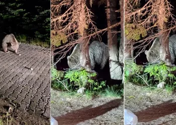 Uludağ’da görülen iri ayı hayrete düşürdü