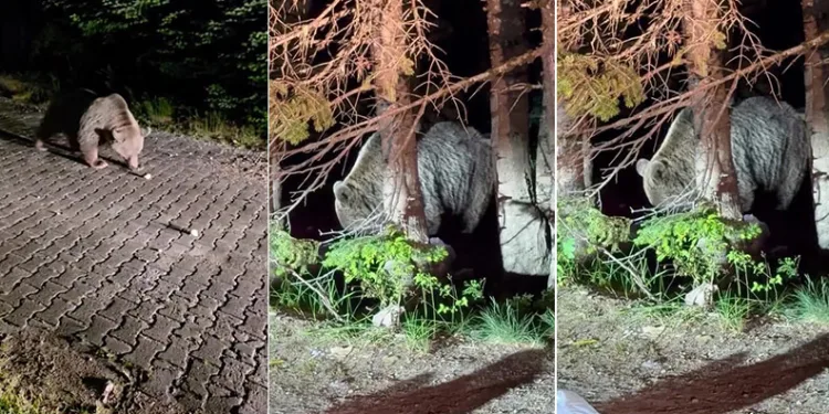 Uludağ’da görülen iri ayı hayrete düşürdü