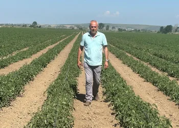 Sözleşme yaptığı firma ürünü almayınca 20 milyon lira zarar etti