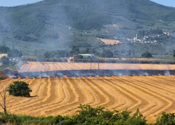 Gemlik Serbest Bölge yakınında yangın