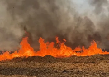 Edirne’de tarla yangını
