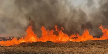 Edirne’de tarla yangını