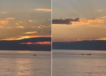 Bursa’da gün doğumunda yunus balıkları görsel şölen oluşturdu